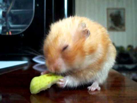    [!] /Hamster eating a pear/