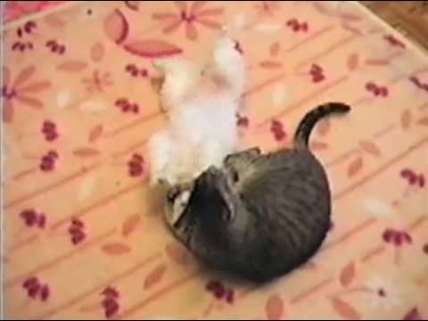 Funny Cat and Puppy(   )