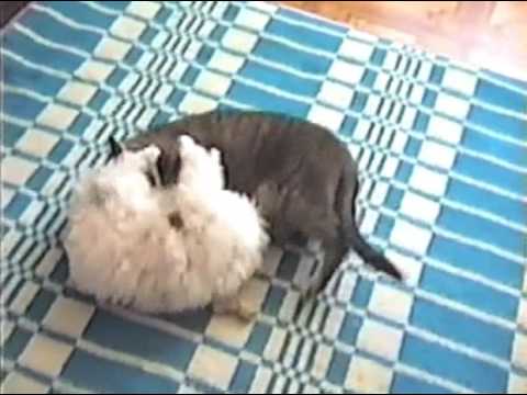 Funny Cat and Puppy-part 6(   ,.6)
