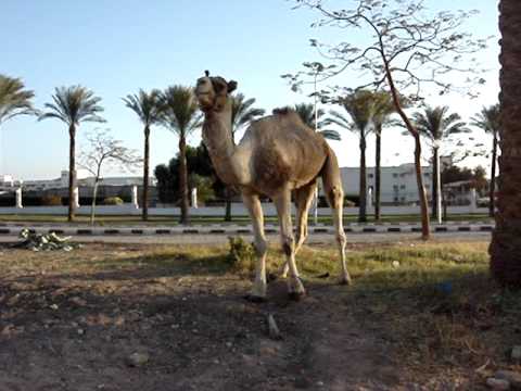 Camel whistling ( )