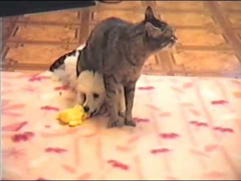 Funny Cat and Puppy-part 3(   ,.3)